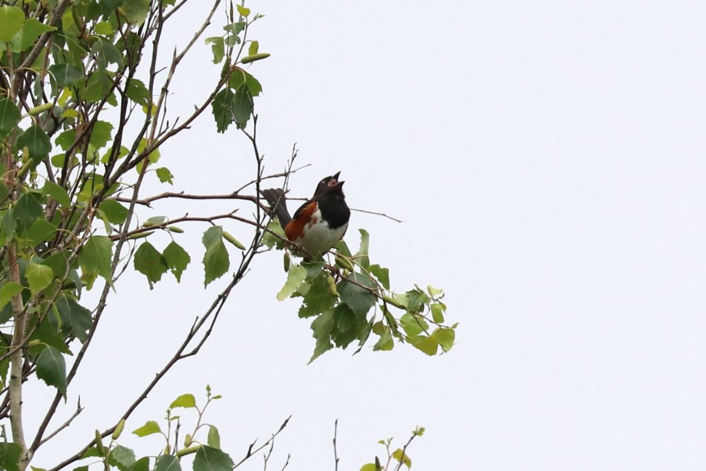 Eastern Towhee -- John Linn