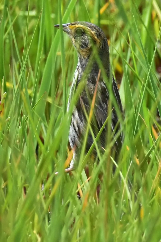 Saltmarsh Sparrow -- Tom Schreffler