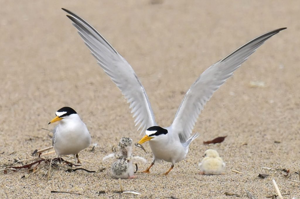 Least Terns -- Tom Schreffler