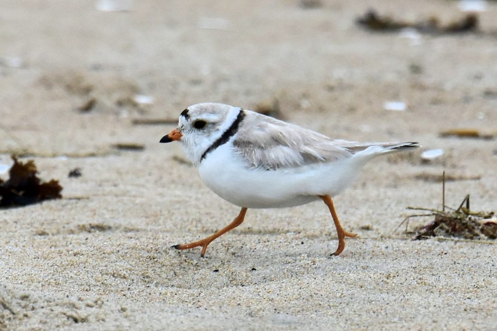 Piping Plover by Tom Schreffler