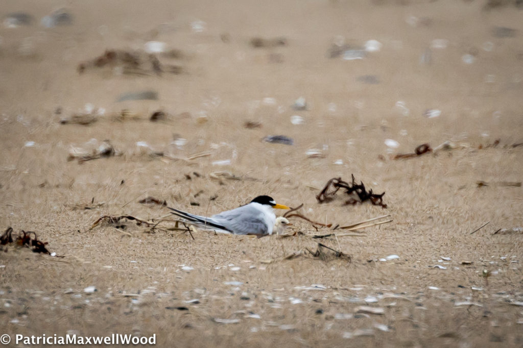 Least Terns -- Patti Wood