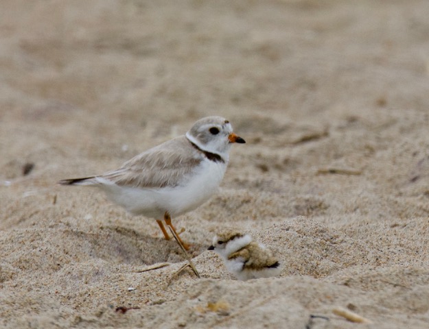 Piping Plovers -- Barbara Merrill