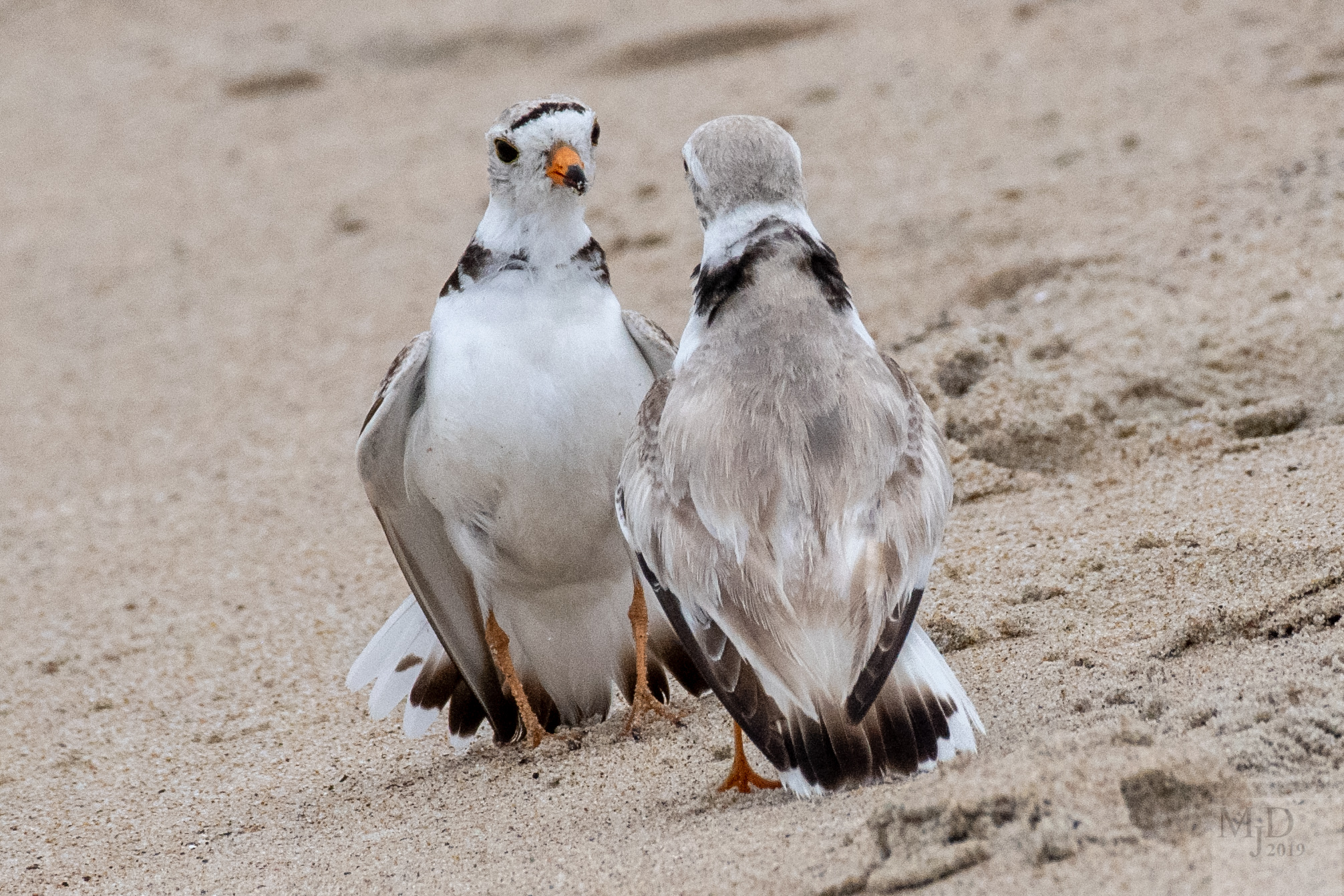 Piping Plover standoff by Mike Densmore