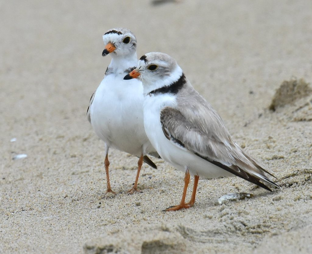  Piping Plover standoff over by Tom Schreffler