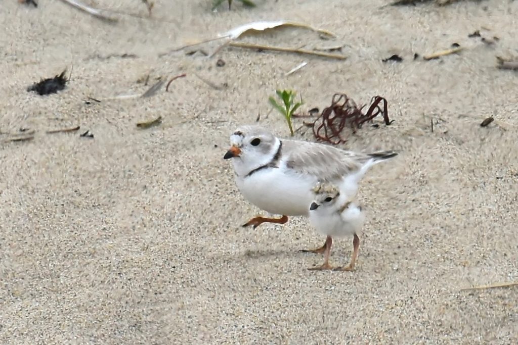 Piping Plovers -- Tom Schreffler