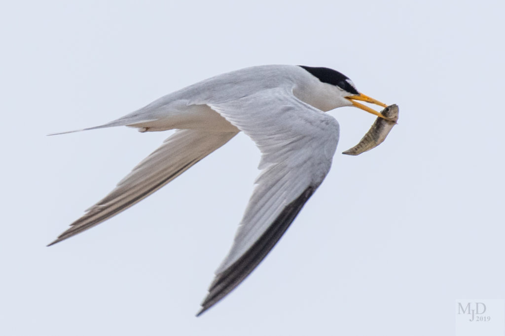  Least Tern by Mike Densmore