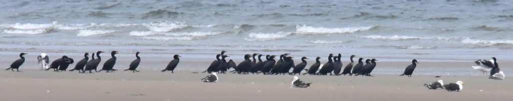 Double-crested Cormorants & Great Black-backed Gulls -- Tom Schreffler