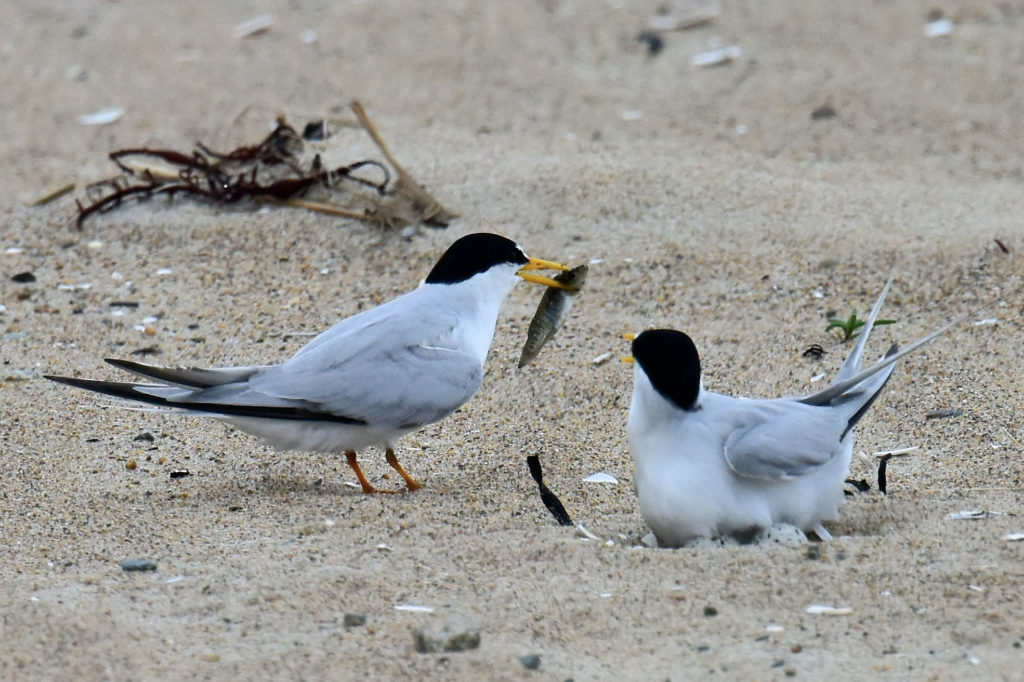 Least Terns by Tom Schreffler