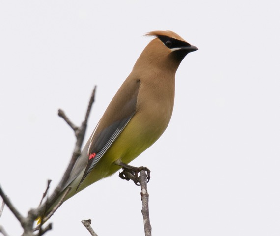 Cedar Waxwing -- Barbara Merrill