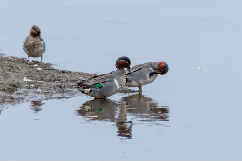 Green-winged Teal by Bob Minton