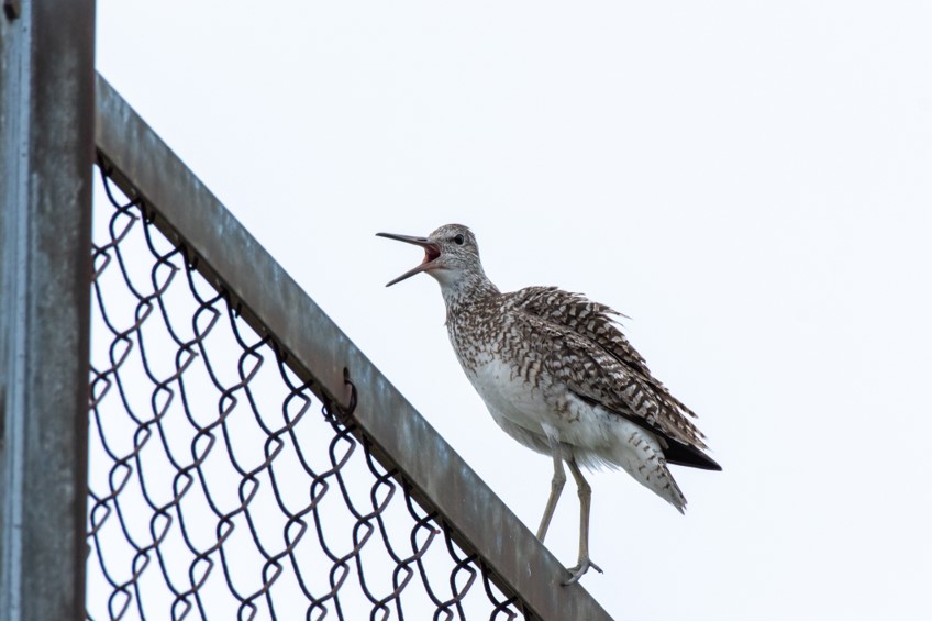 Willet by Bob Minton