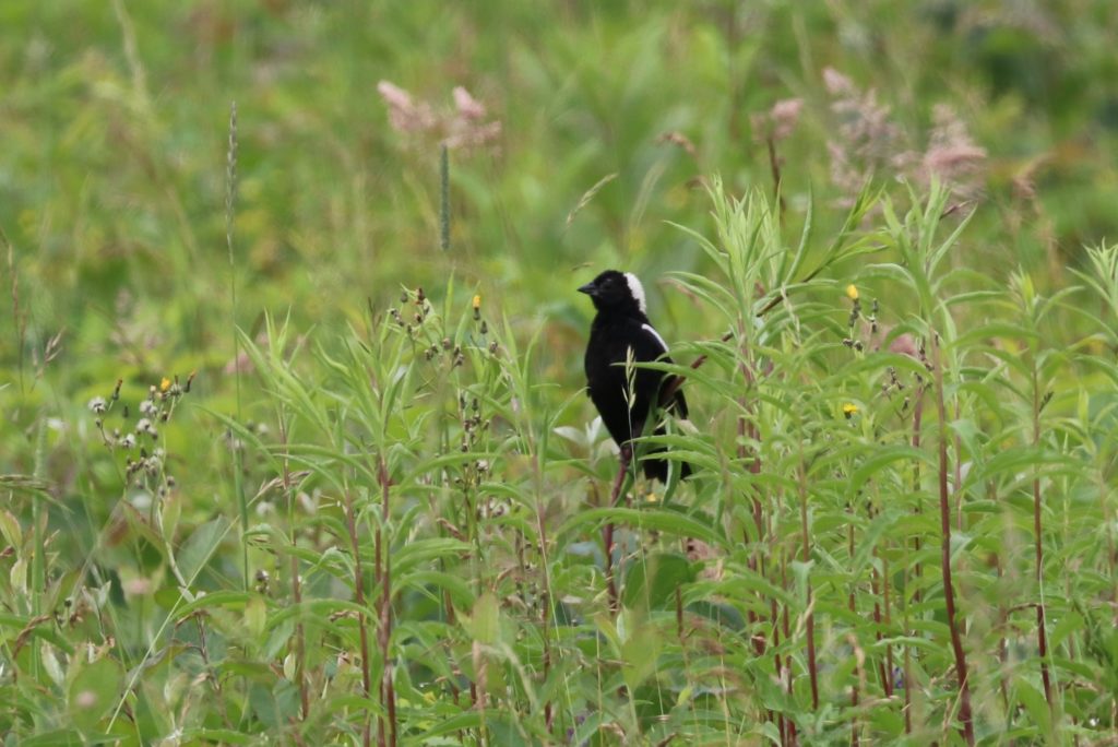 Bobolink - John Linn