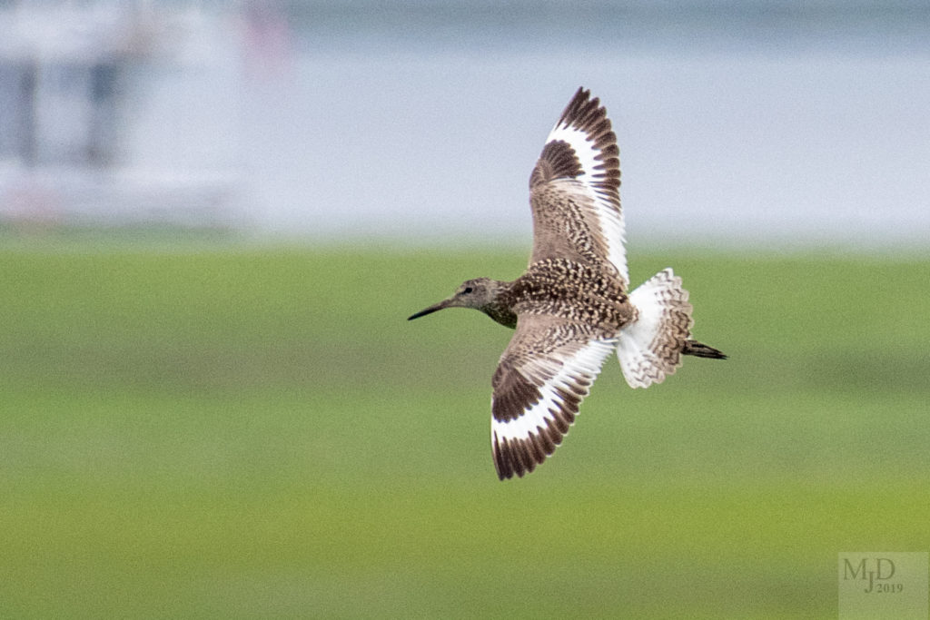 Willet by Mike Densmore