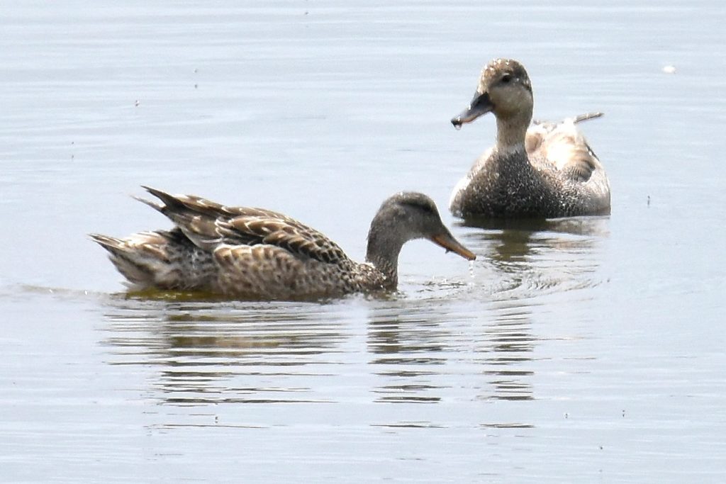 Gadwall pair -- Tom Schreffler