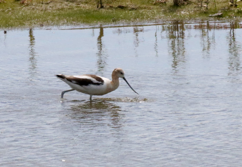  American Avocet - Alison Anholt-White