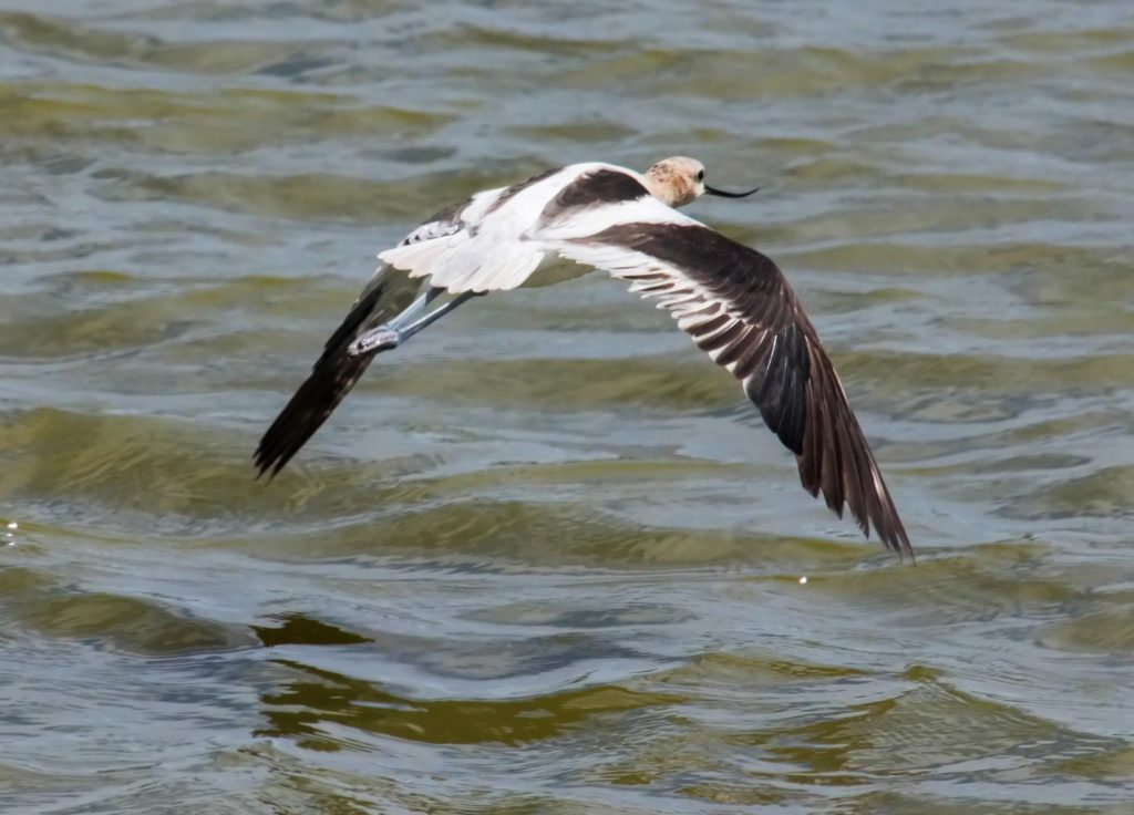 American Avocet - Tom Schreffler