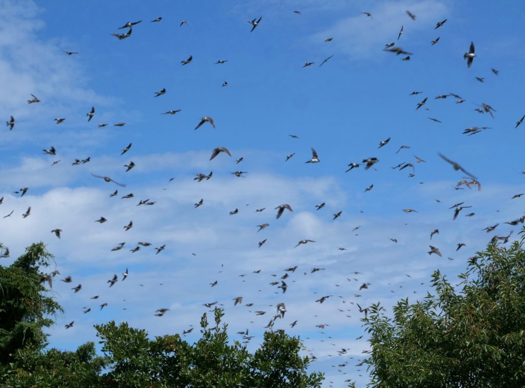  Tree Swallows - Barbara Silver