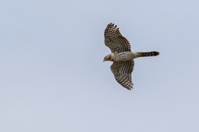  Cooper's Hawk - Bob Minton