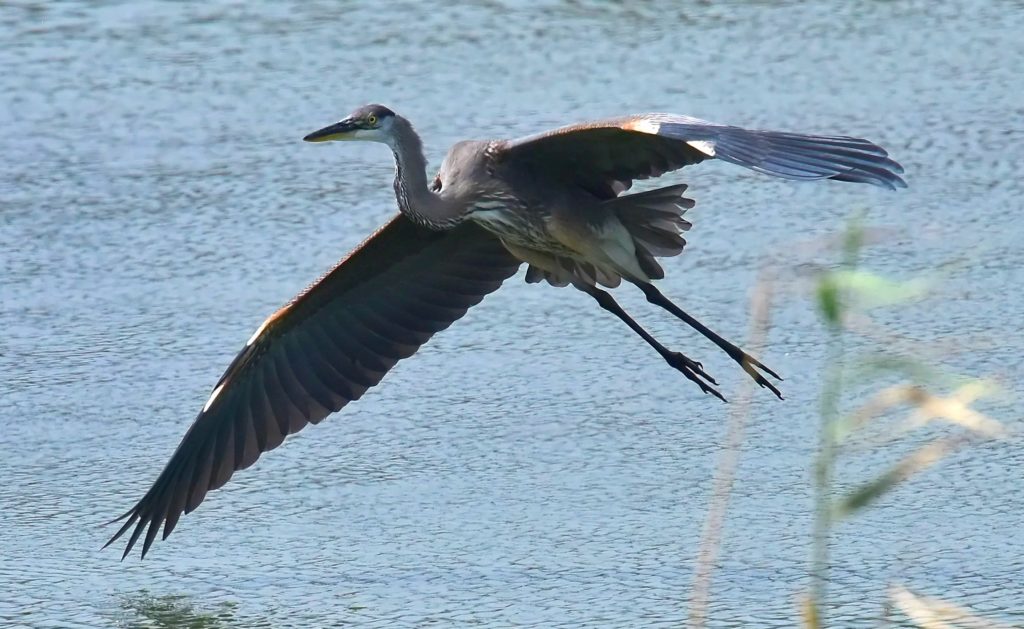 Great Blue Heron - Tom Schreffler