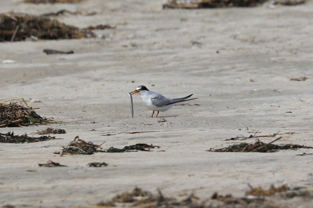  Least Tern - John Linn