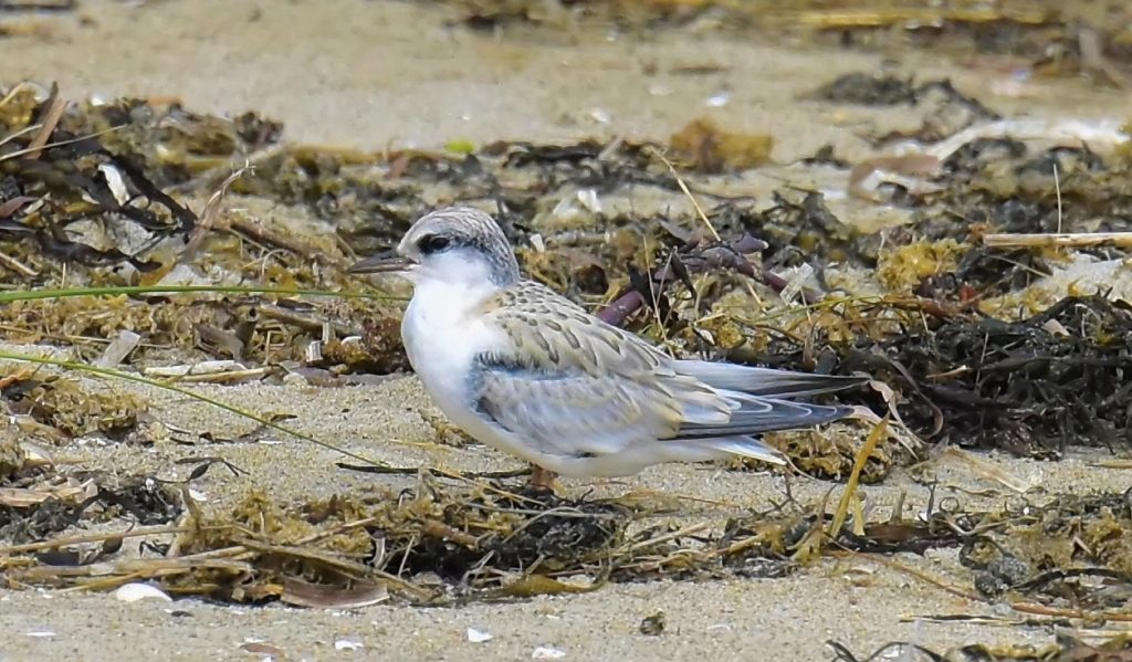  Juvenile Least Tern - Tom Schreffler