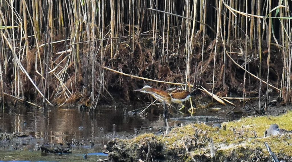  Juvenile Least Bittern - Tom Schreffler