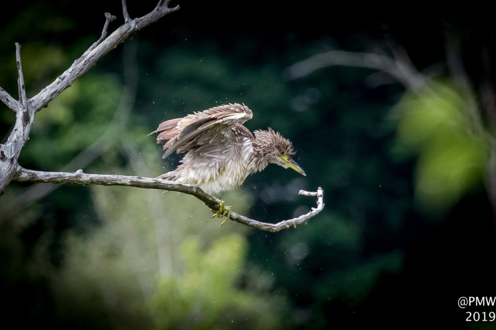  Immature Black-crowned Night-Heron - Patti Wood