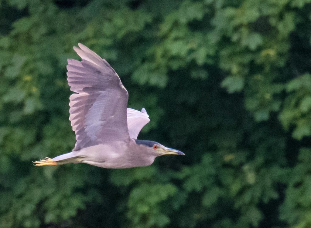 Adult Black-crowned Night-Heron - Tom Schreffler