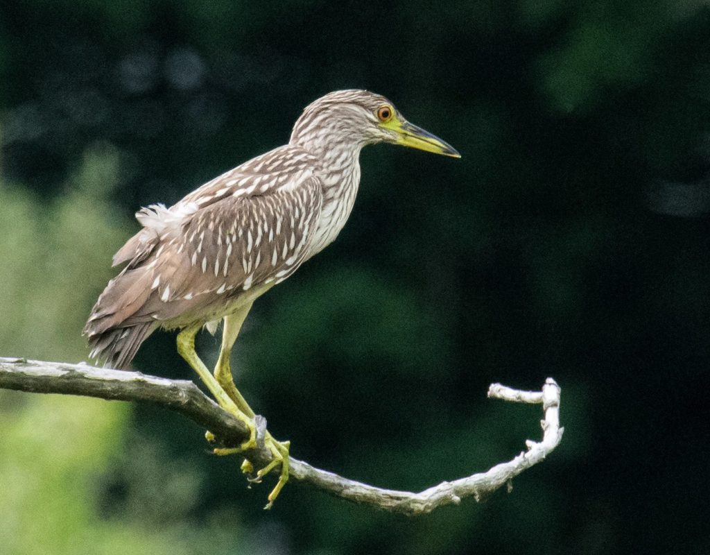  Immature Black-crowned Night-Heron - Tom Schreffler