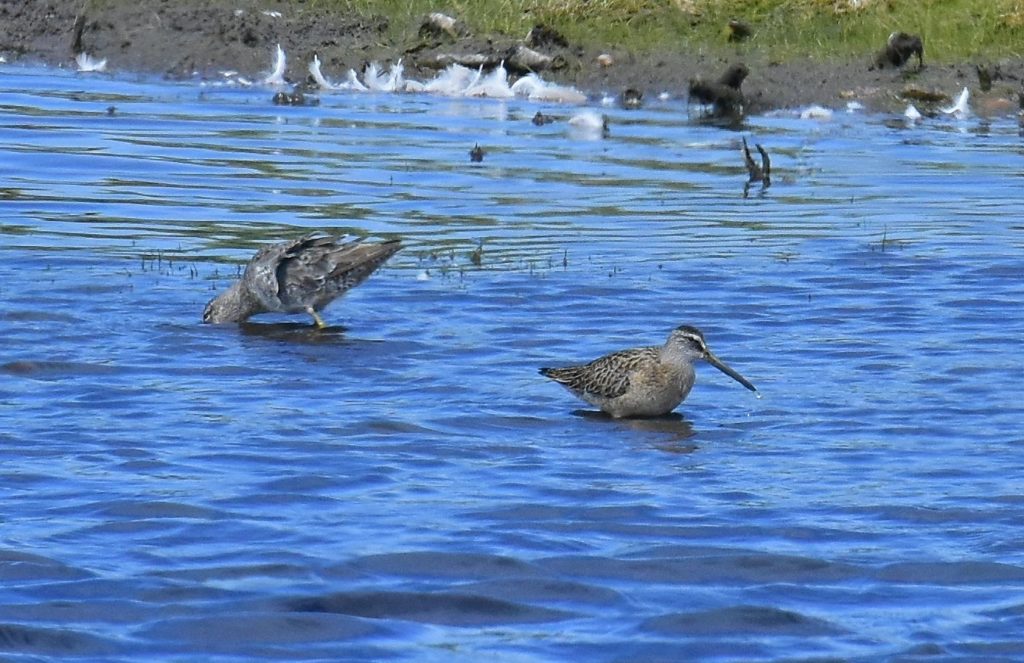 Long-billed Dowitchers - Tom Schreffler