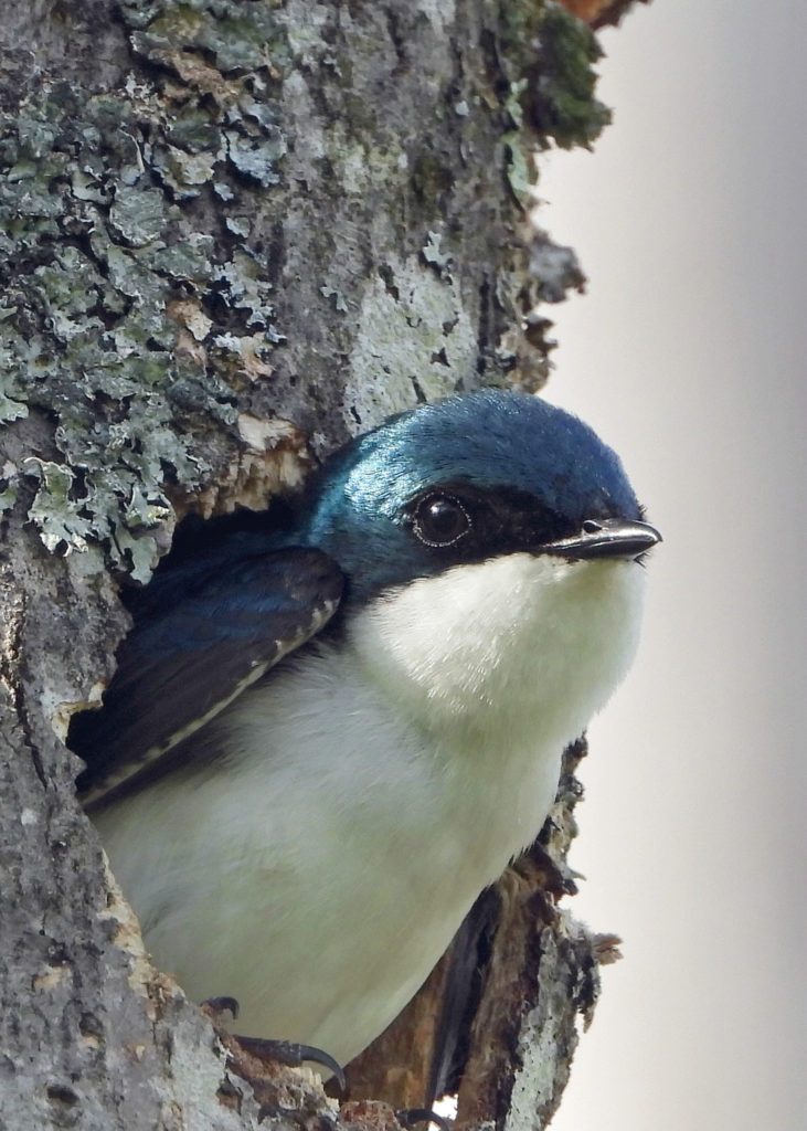 tree swallow nest