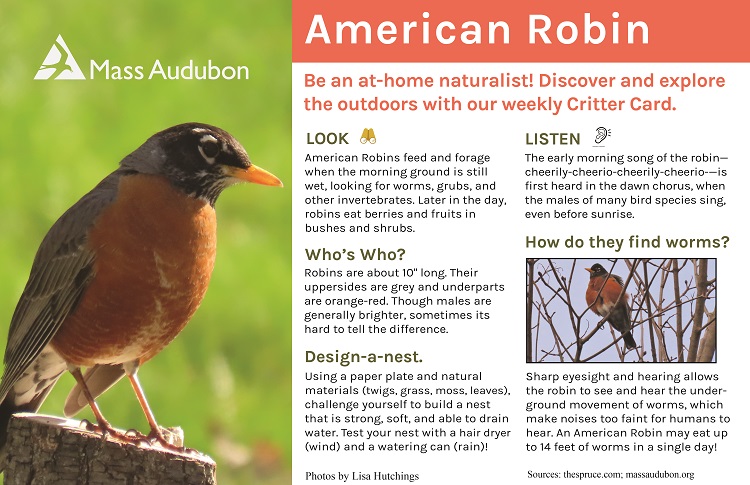 Robin Bird Facts - A-Z Animals