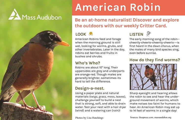 Five fast facts about our most familiar bird, the American robin