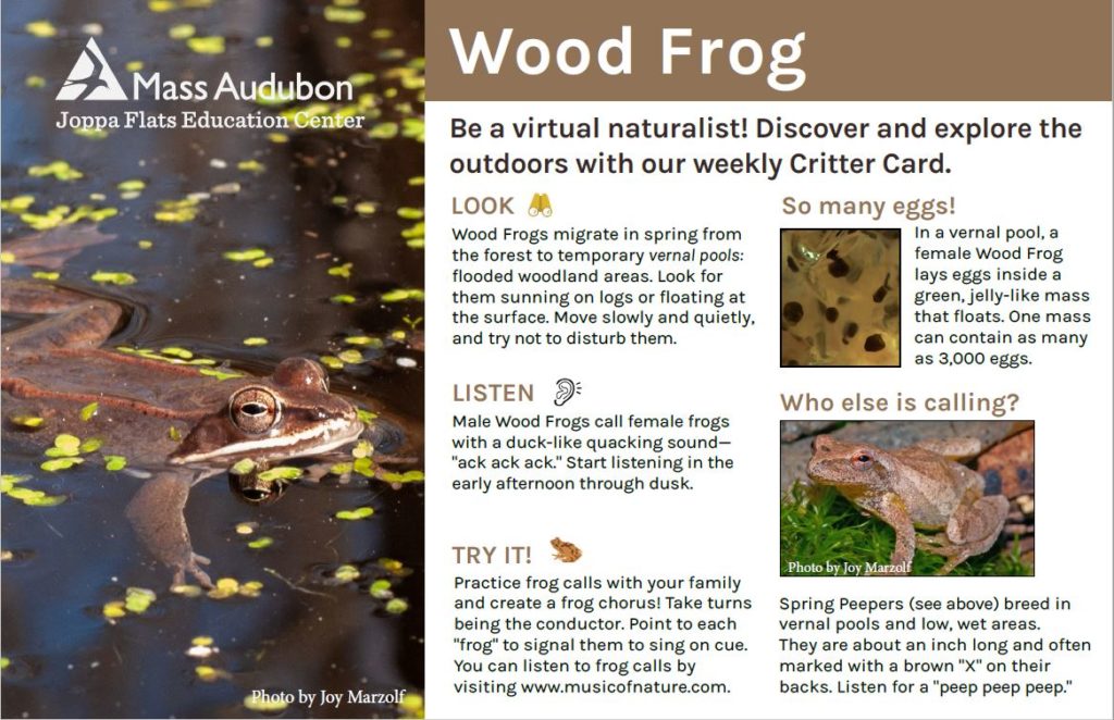 Calling All Wood Frog Critter Card Fans The Flats