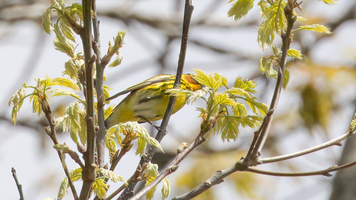 Bird-a-thon 2020 – Let’s BIP! | The Flats: Updates From Joppa Flats ...