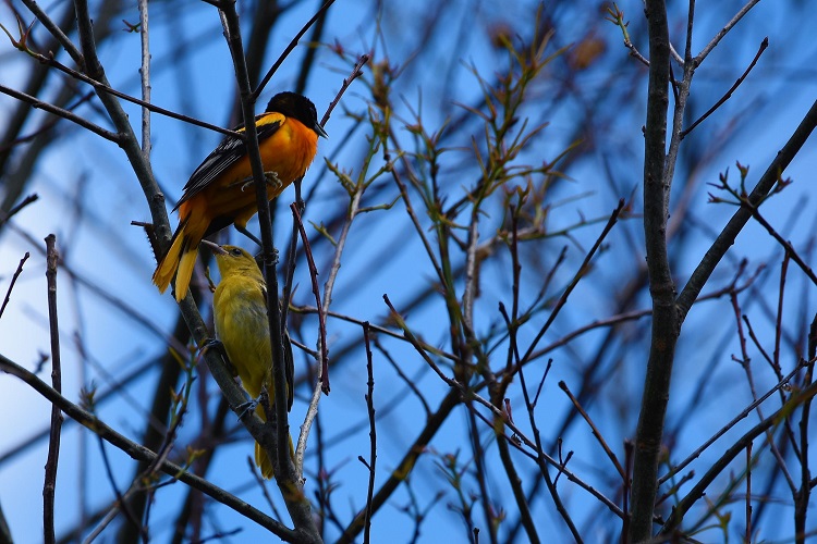 10 'guest splashers' who would make waves in the Orioles' Bird Bath