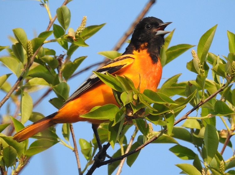 Baltimore Oriole (east)