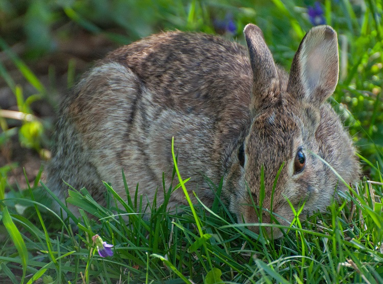 Hopping into Critter Cards: Eastern Cottontails | The Flats