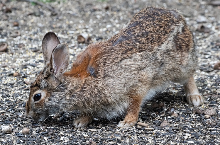 Hopping into Critter Cards: Eastern Cottontails | The Flats