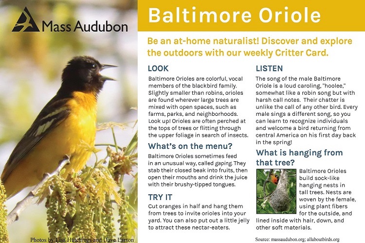 The Balto Brief: Angry Birds? Or the Baltimore Oriole.