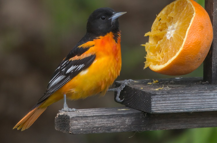 Attracting Baltimore orioles: Put a piece of orange and some jelly