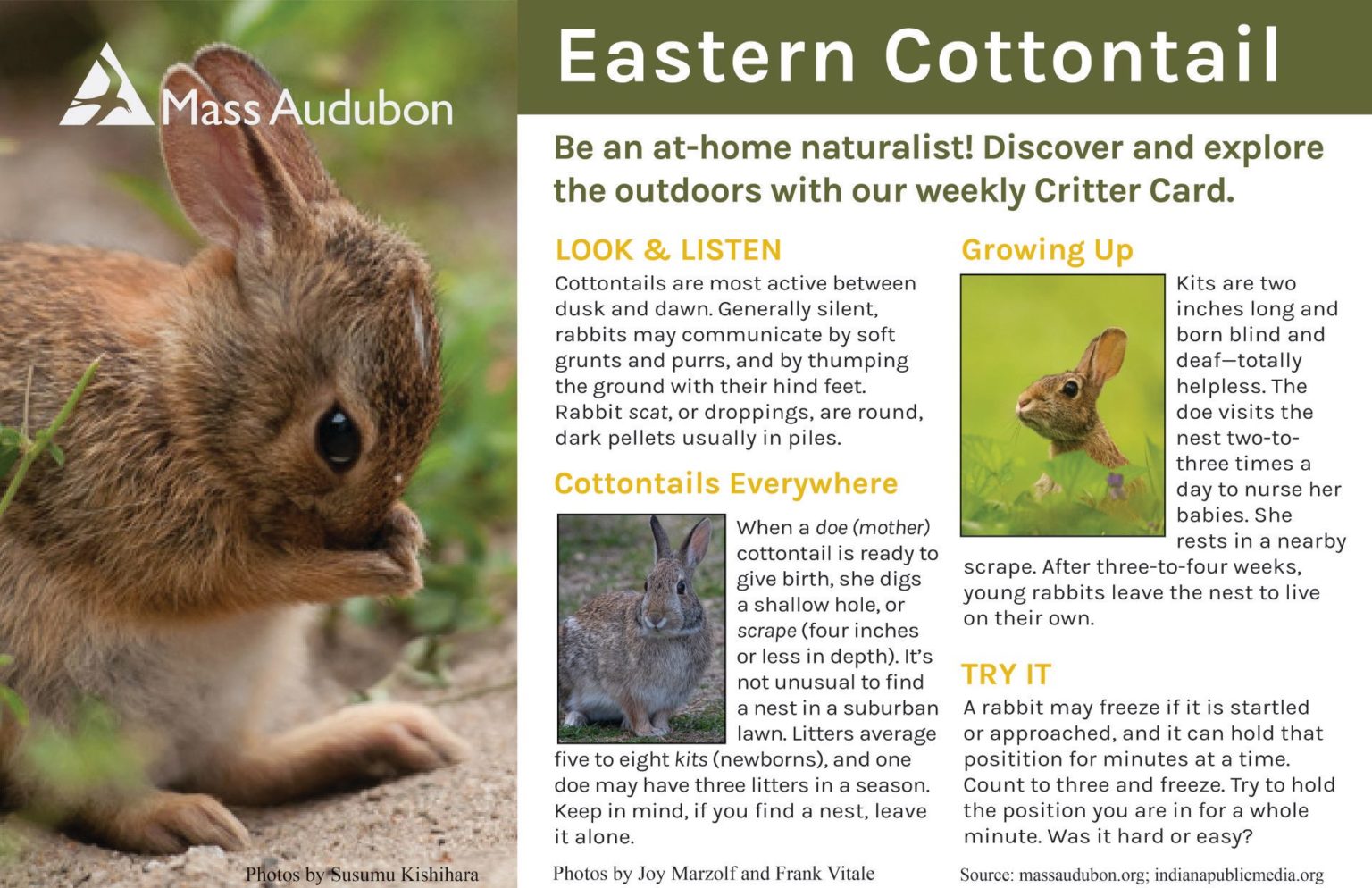 Hopping into Critter Cards: Eastern Cottontails | The Flats