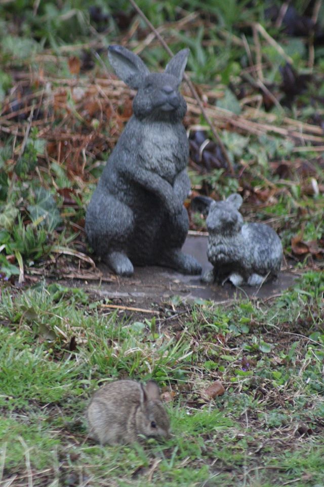 Hopping into Critter Cards: Eastern Cottontails