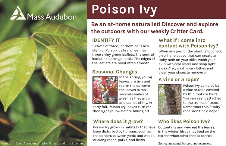 Misadventures in Poison Ivy - Delaware Nature Society