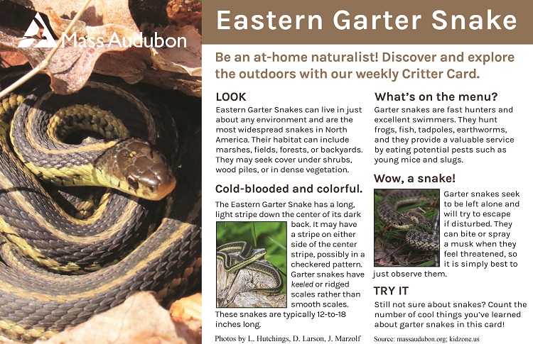 Garter Snake Fast Facts (U.S. National Park Service)