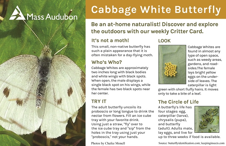 Cabbage White Butterfly - North American Insects & Spiders