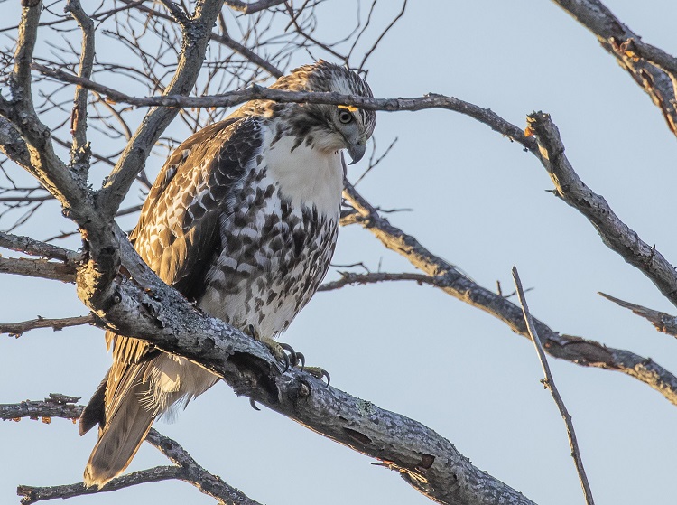 Critter Card Red Tailed Hawk The Flats