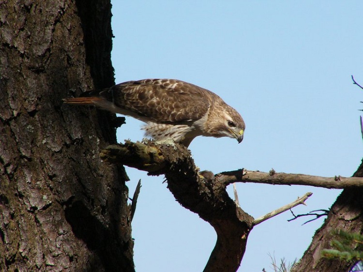 The Red-tailed Hawk: Why Are They So Common? - Buffalo Bill Center of the  West