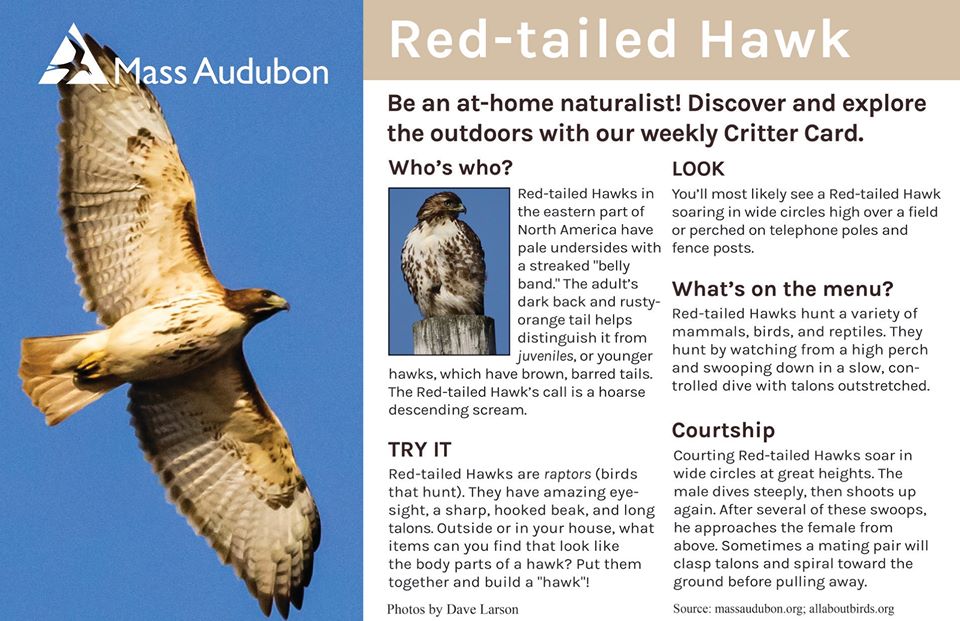 The Red-tailed Hawk: Why Are They So Common? - Buffalo Bill Center of the  West