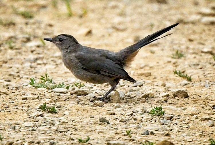 Wednesday Morning Birding Report July 22 2020 The Flats Updates   Gray Catbird Fledgling Tom Schreffler 